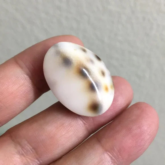 🖤Shell pin - Picture 2 of 7